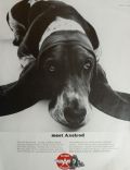 1965 Flying A Service Station Ad ~ Axelrod the Basset Hound