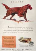 1945 Pennsylvania Crude Oil Ad ~ Irish Setter