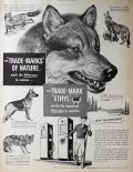 1950 Ethyl Gasoline Ad ~ Difference in Canines