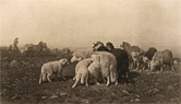 Grazing Sheep, Shepherd Antique Art Print ~ Schenck
