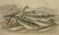 Antique Fish Print ~ Cod, Whiting, Holibut, Mackerel, Smelt ~ Oliver Goldsmith