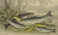 Antique Fish Print ~ Trout, Salmon, Parr ~ Oliver Goldsmith