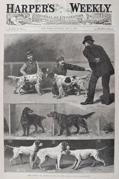 1886 Setters & Pointers at Dog Show ~ Antique Print ~ Harper's Weekly