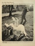 1967 Chemical Bank Ad ~ Afghan Hounds