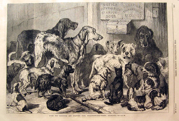Hollingsworth Street, Islington Dog Shelter Antique Print