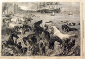 Horses Bathing at Calcutta 1868 Antique Print