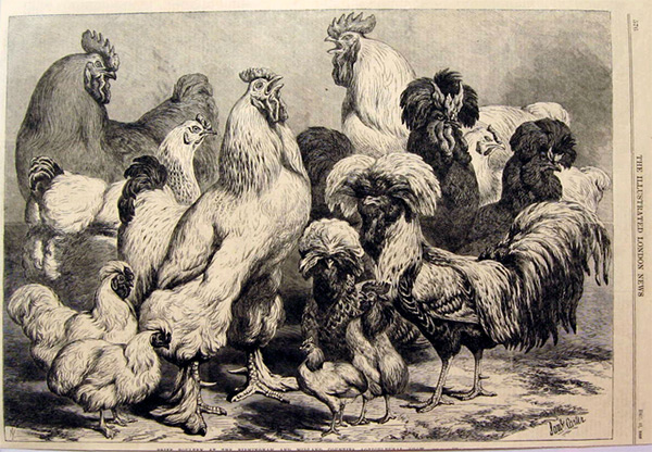 Prize Poultry Roosters Hens 1868 Antique Print