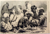 Prize Poultry Roosters Hens 1868 Antique Print