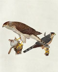 1914 Louis Fuertes Antique Bird Print ~ Cooper's & Sharp Shinned Hawk