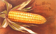 Large Ear of Corn Thanksgiving Postcard
