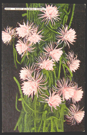 Night Blooming Cereus Floral Vintage Postcard
