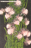 Night Blooming Cereus Floral Vintage Postcard