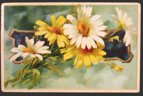 Daisies Signed C. Klein Postcard