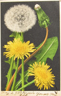Dandelions Postcard