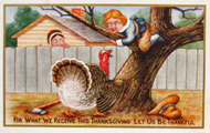 Boy Hides from Turkey Thanksgiving Postcard