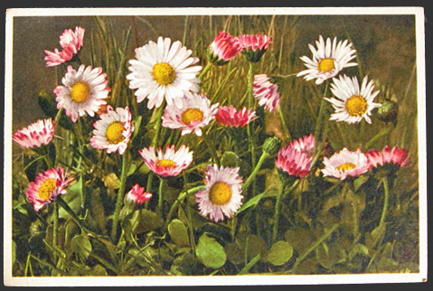 Bellis Perennis Daisy Postcard