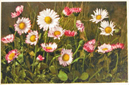 Bellis Perennis Daisy Postcard