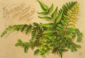 Vintage Christmas Greeting Card ~ Ferns