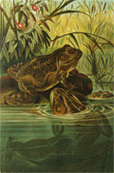 Louis Prang Antique Print Chromolithograph ~ Bullfrog