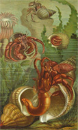 Louis Prang Antique Print Chromolithograph ~ Hermit Crabs