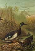 Louis Prang Antique Print Chromolithograph ~ Mallard Duck