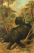Louis Prang Antique Print Chromolithograph ~ Rhinoceros