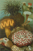 Louis Prang Antique Print Chromolithograph ~ Sea Anemone