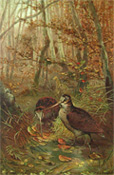 Louis Prang Antique Print Chromolithograph ~ Woodcock