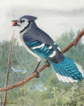 1914 Louis Fuertes Antique Bird Print ~ Blue Jay