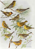 1914 Louis Fuertes Antique Bird Print ~ Warblers (6 Species)