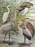 1910 Louis Fuertes Antique Bird Print ~ Egret, Crane & Herons