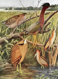 1910 Louis Fuertes Antique Bird Print ~ Heron & Bitterns
