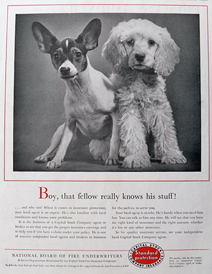 1956 Capital Stock Insurance Ad ~ Chihuahua & Cocker Spaniel