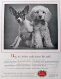 1956 Capital Stock Insurance Ad ~ Chihuahua & Cocker Spaniel