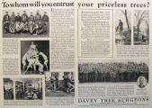 1929 Davey Tree Surgeons Ad ~ Employee Photos