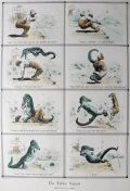 1911 E.W. Kemble Illustrated Cartoon Print ~ Black Fisherman & Gator
