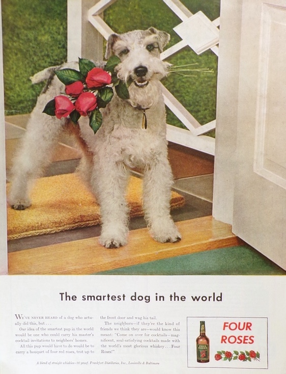 1943 Four Roses Whiskey Ad ~ Wire Fox Terrier