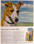 1943 Polk Miller Ad ~ Edwin Megargee ~ Jack Russell Terrier