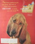 1954 Old Gold Cigarettes Ad ~ Bloodhound Dog
