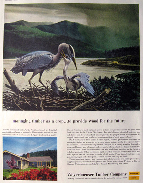 1957 Weyerhaeuser Timber Co. Ad ~ Herons