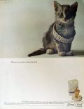 1963 Yardley Bond Street Perfume Ad ~ Kitten with Tiffany Bracelet