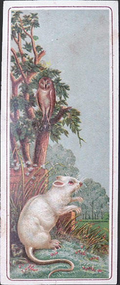White Rat & Owl Victorian Trade Card Bookmark