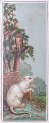 White Rat & Owl Victorian Trade Card Bookmark
