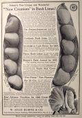 1907 Burpee Lima Beans Ad ~ Fordhook & Improved Limas