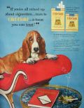 1954 Old Gold Cigarettes Ad ~ Basset Hound Dog
