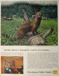 1955 Weyerhaeuser Timber Co. Ad ~ Mink ~ Stan Galli