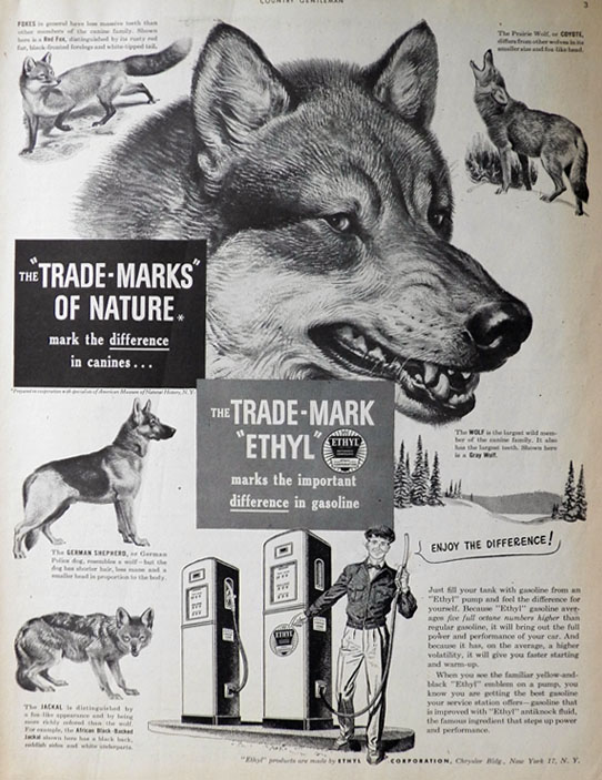 1950 Ethyl Gasoline Ad ~ Difference in Canines