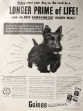 1953 Gaines Dog Food Ad ~ Scottie Dog
