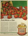 1931 Purina Chow Ad ~ Eppensteiner Strawberries