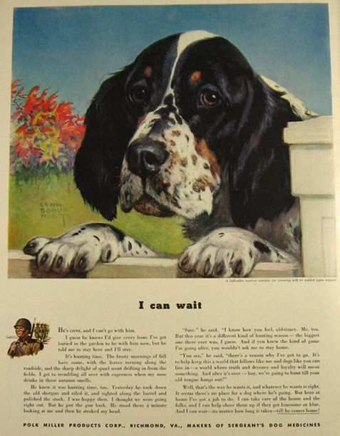 1942 Polk Miller Dog Medicine Ad ~ English Setter ~ Lynne Bogue Hunt